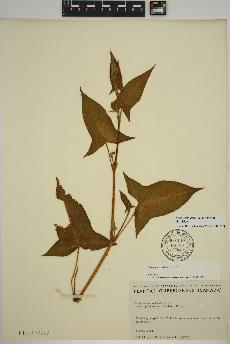 spécimen de Persicaria arifolia