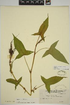 spécimen de Persicaria arifolia