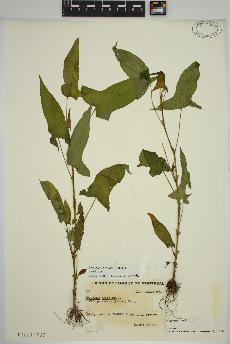 spécimen de Persicaria arifolia