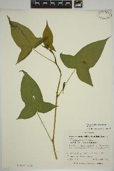 spécimen de Persicaria arifolia