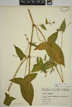 spécimen de Persicaria arifolia