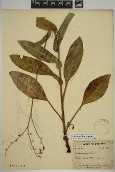 spécimen de Cynoglossum virginianum