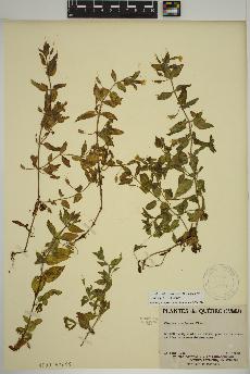 spécimen de Erythranthe moschata