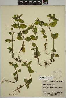 spécimen de Erythranthe moschata