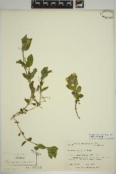 spécimen de Erythranthe moschata