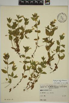 spécimen de Erythranthe moschata