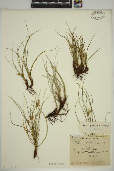 spécimen de Carex halleriana