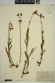 spécimen de Penstemon hirsutus