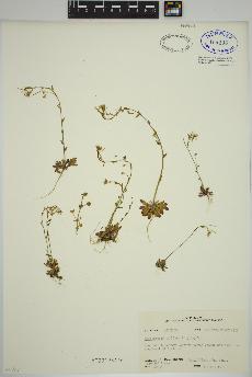 spécimen de Arabidopsis thaliana