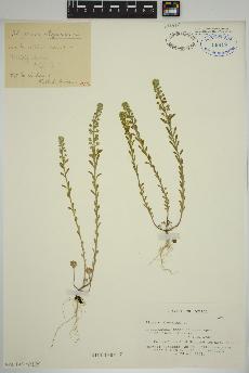 spécimen de Alyssum alyssoides