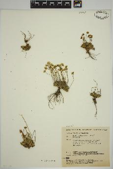 spécimen de Draba fladnizensis