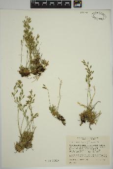 spécimen de Draba incerta