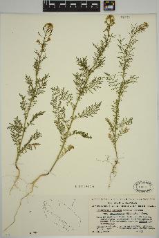 spécimen de Descurainia pinnata