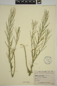 spécimen de Erysimum inconspicuum