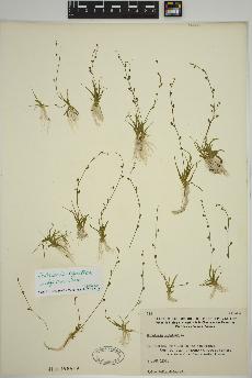spécimen de Subularia aquatica