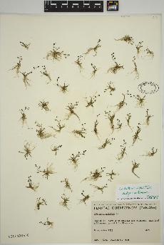spécimen de Subularia aquatica