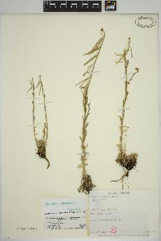 spécimen de Boechera collinsii