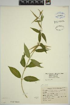 spécimen de Vincetoxicum rossicum