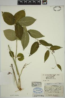 spécimen de Vincetoxicum rossicum