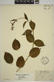 spécimen de Vincetoxicum rossicum