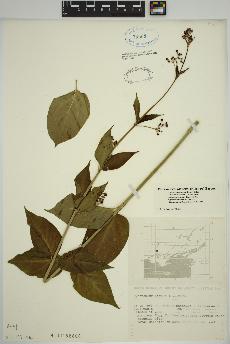 spécimen de Vincetoxicum rossicum