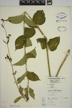 spécimen de Vincetoxicum rossicum