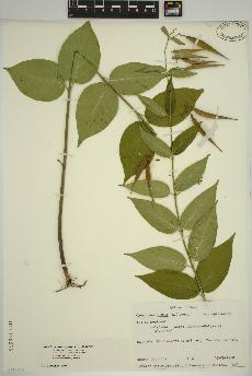spécimen de Vincetoxicum nigrum