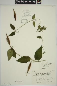 spécimen de Vincetoxicum nigrum
