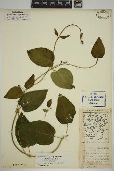 spécimen de Vincetoxicum nigrum