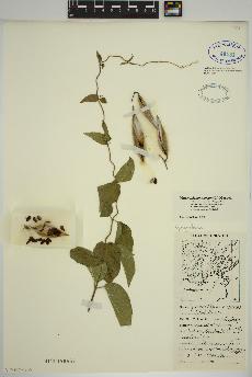 spécimen de Vincetoxicum nigrum