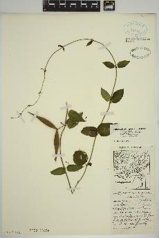 spécimen de Vincetoxicum nigrum