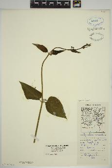 spécimen de Vincetoxicum nigrum