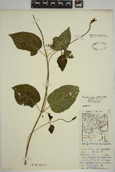 spécimen de Vincetoxicum nigrum
