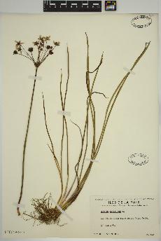 spécimen de Butomus umbellatus