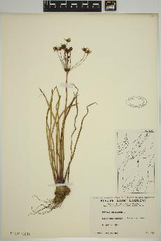 spécimen de Butomus umbellatus