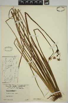 spécimen de Butomus umbellatus