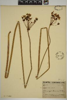 spécimen de Butomus umbellatus