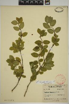 spécimen de Lonicera xylosteum