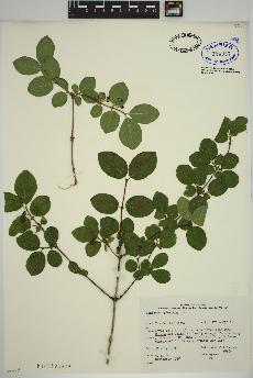 spécimen de Lonicera xylosteum