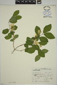 spécimen de Lonicera xylosteum