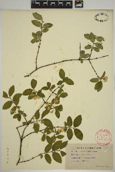 spécimen de Lonicera xylosteum