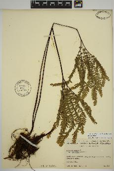 spécimen de Adiantum aleuticum