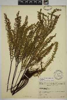 spécimen de Adiantum aleuticum