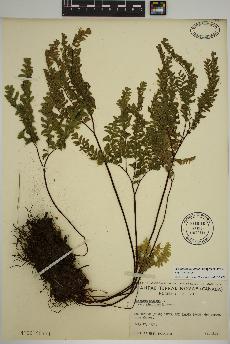 spécimen de Adiantum aleuticum