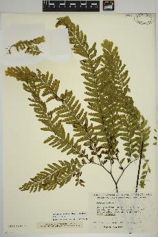 spécimen de Adiantum aleuticum