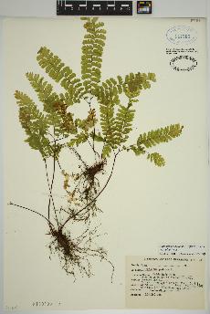 spécimen de Adiantum aleuticum
