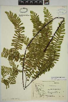 spécimen de Adiantum aleuticum