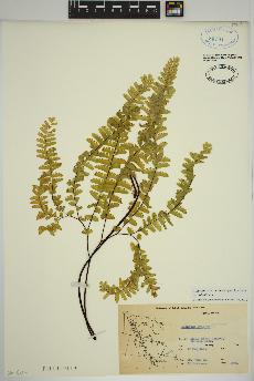 spécimen de Adiantum aleuticum