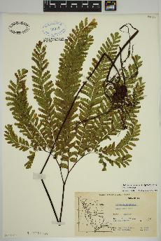 spécimen de Adiantum aleuticum