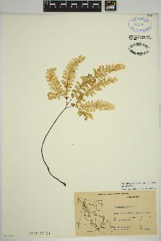 spécimen de Adiantum aleuticum